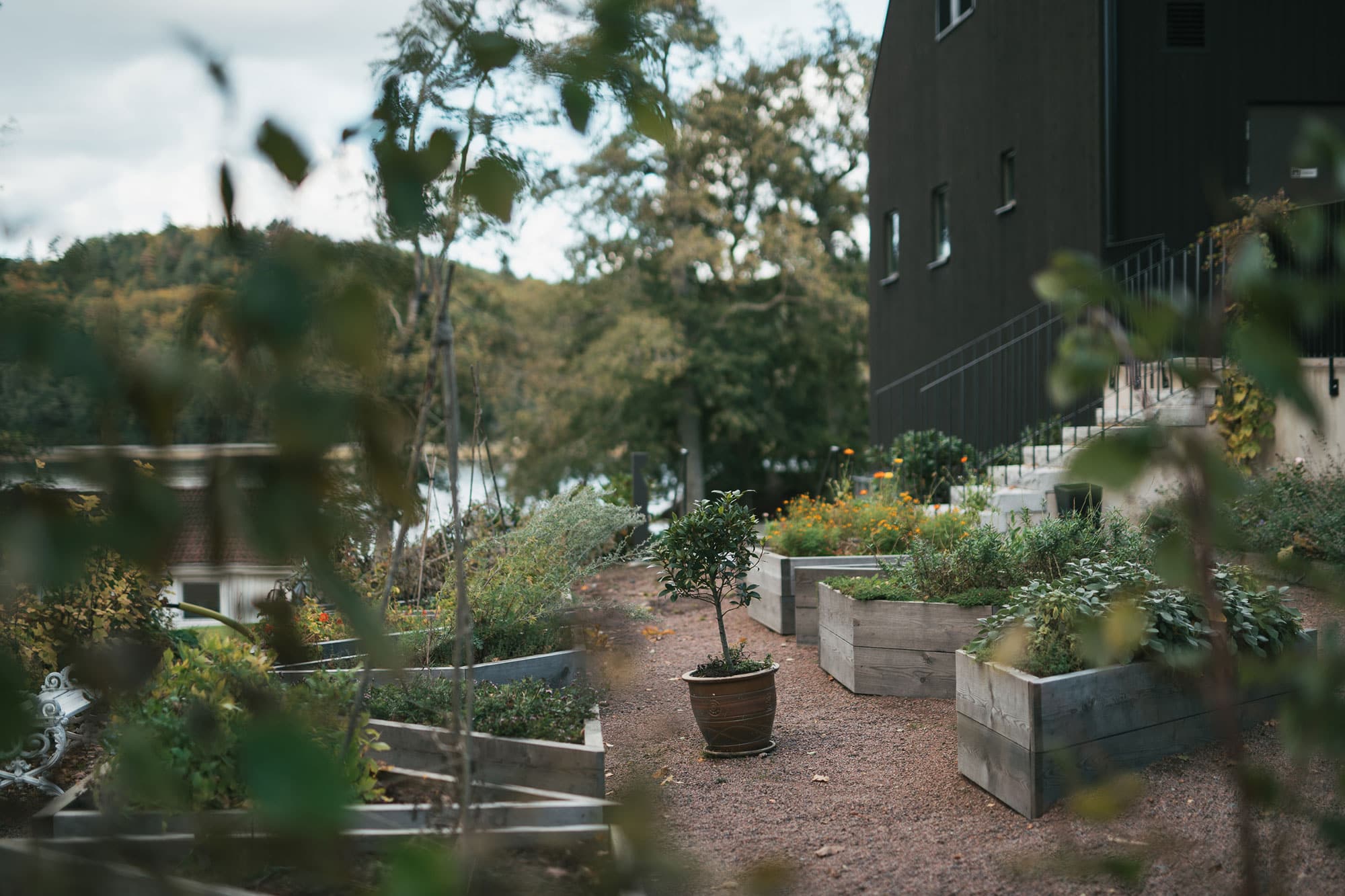 Köksträdgård sommar